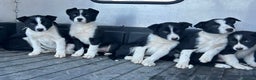 Border Collie dogs for sale: Beautiful Border Collies - Advert 7