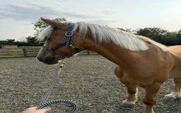 Irish Draught horses for sale: Irish draught xWelsh cob. open to SENSIBLE offers. - Image 2