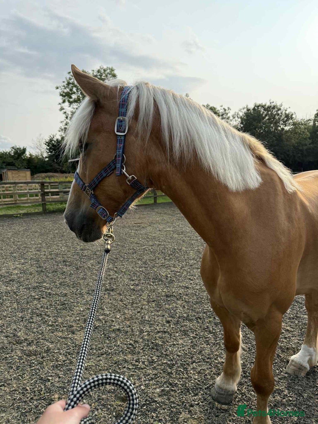 Irish Draught horses for sale: Irish draught xWelsh cob. open to SENSIBLE offers. - Image 2