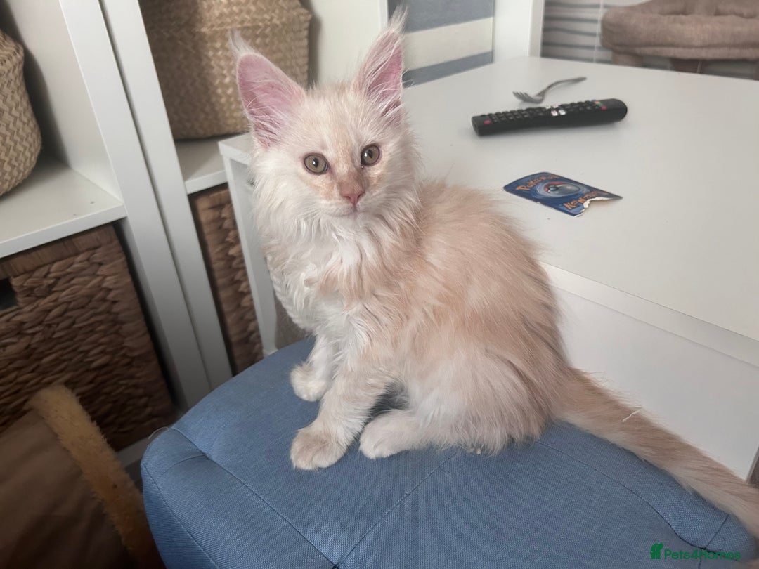 Maine Coon cats for sale: Beautiful full Maine Coon kittens ready now 😻 - Image 12