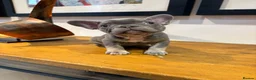French Bulldog dogs for sale: French bulldog puppies - Advert 15