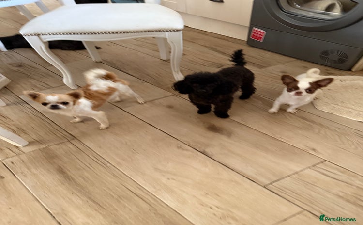Chihuahua dogs in Doncaster - Advert 1