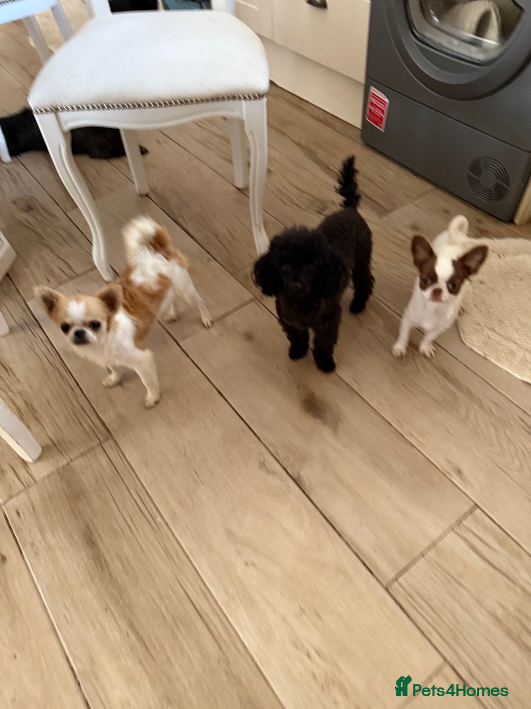 Chihuahua dogs for sale: Incredible Chihuahua boys  in Doncaster - Image 1