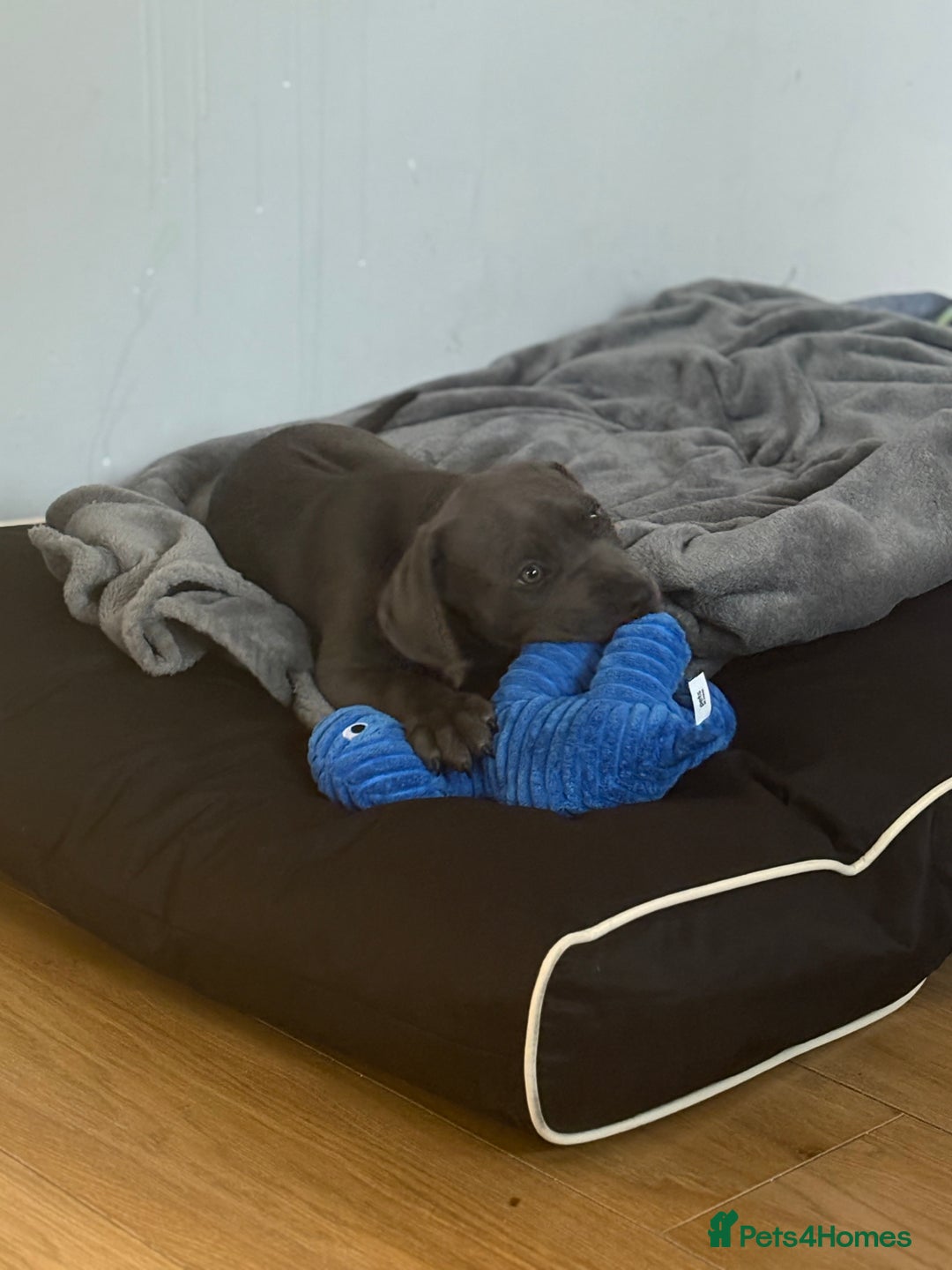 Cane Corso dogs for sale: Male cane corso puppy  - Image 2