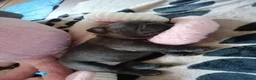 French Bulldog dogs for sale: French Bulldog puppies  - Advert 37