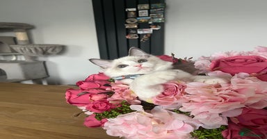Ragdoll cats - Advert 4