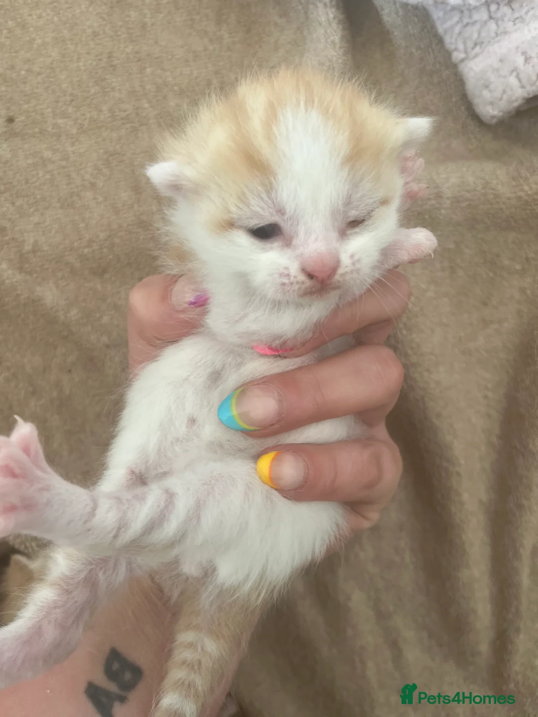 Mixed Breed cats for sale: Ginger kittens - Advert 2