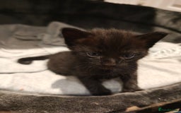 Mixed Breed cats for sale: Ragdoll (mum) X Tabby (dad) - blue eyes ! - Image 11