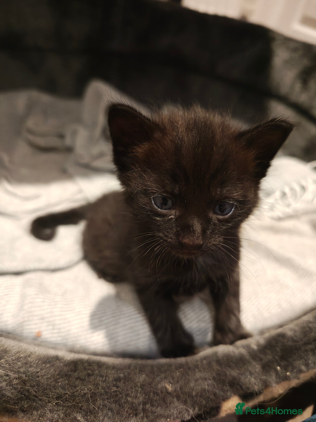 Mixed Breed cats for sale: Ragdoll (mum) X Tabby (dad) - blue eyes ! - Image 11
