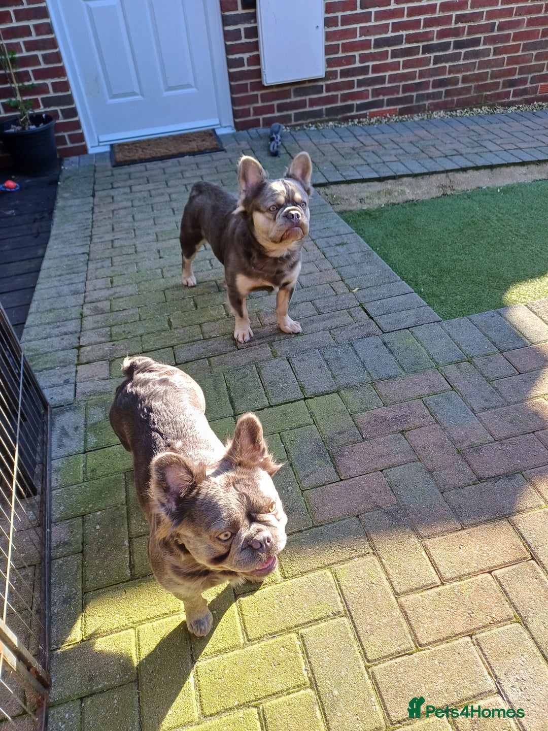 French Bulldog dogs for sale: Fluffy French bulldogs - Image 22