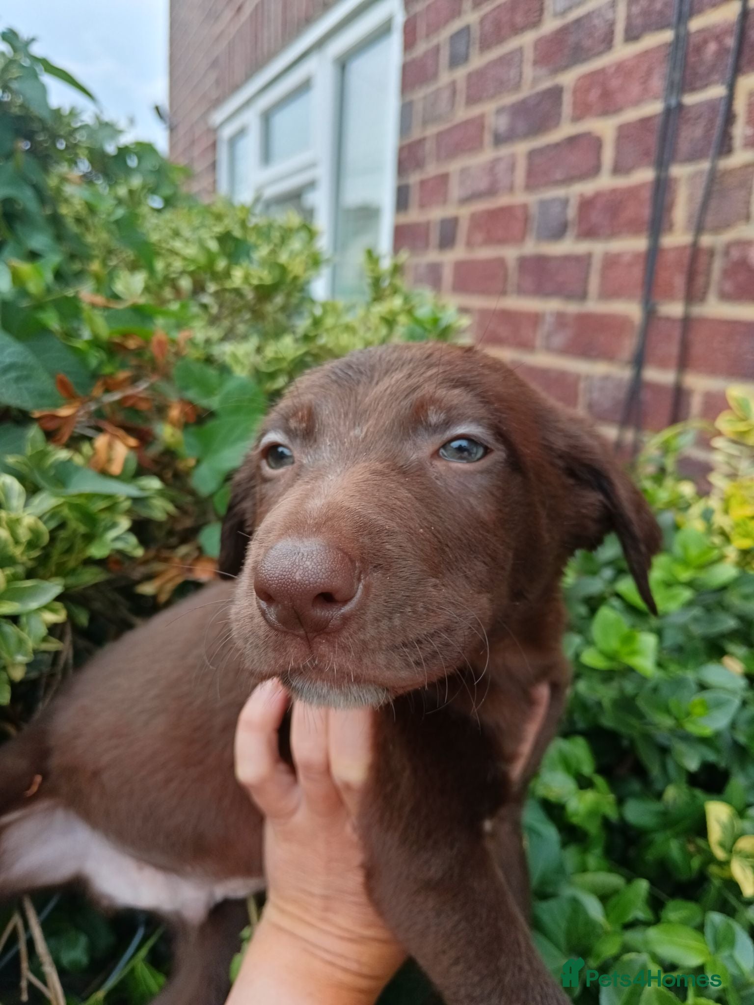 Mixed Breed dogs LabxBorder - border collie £500  - Advert 10