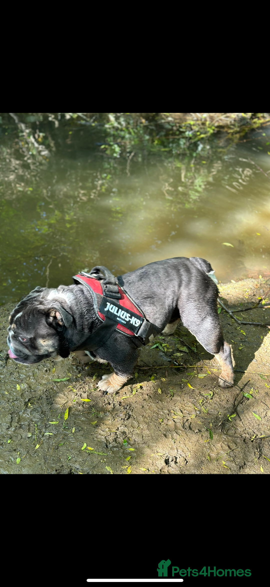 English Bulldog dogs for sale: British Bulldog for a loving home. - Image 2