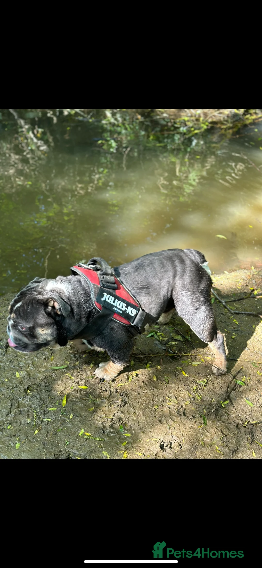 English Bulldog dogs for sale: British Bulldog for a loving home. - Advert 2