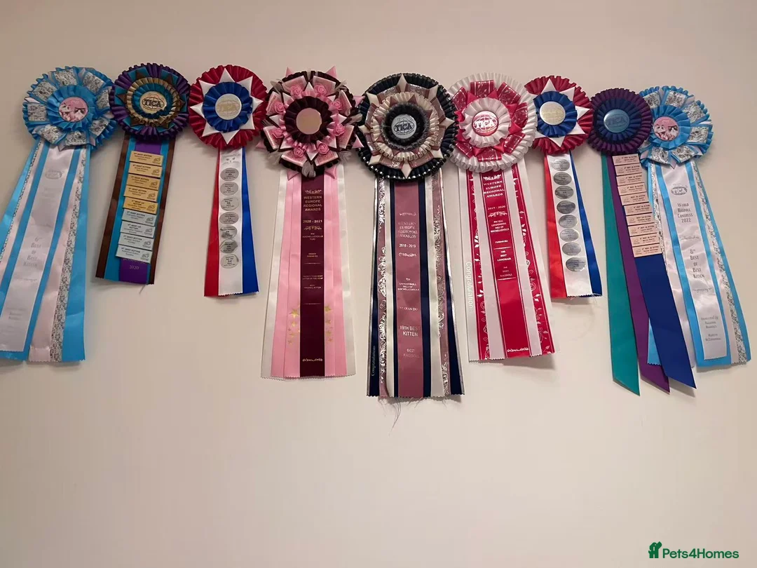 Ragdoll cats for sale: TICA register seal bicolor girl (sold) - Advert 8