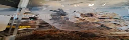 Tarantulas invertebrates for sale: Collection of tarantulas & equipment for new home  - Advert 5