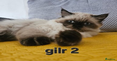 Persian cats - Advert 3