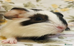 Guinea Pig rodents for sale: Pretty Baby boy Guineapigs ready to reserve  - Image 11