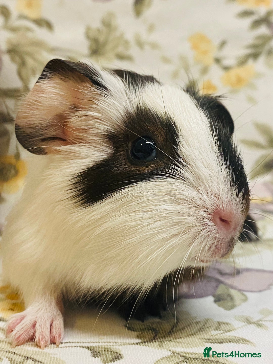 Guinea Pig rodents for sale: Pretty Baby boy Guineapigs ready to reserve  - Image 11