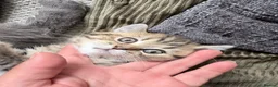British Shorthair cats for sale: 🐾 Elite Male British Shorthair Kitten - Advert 2