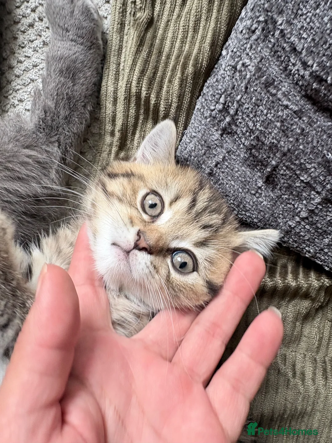 British Shorthair cats for sale: 🐾 Elite Male British Shorthair Kitten - Advert 2