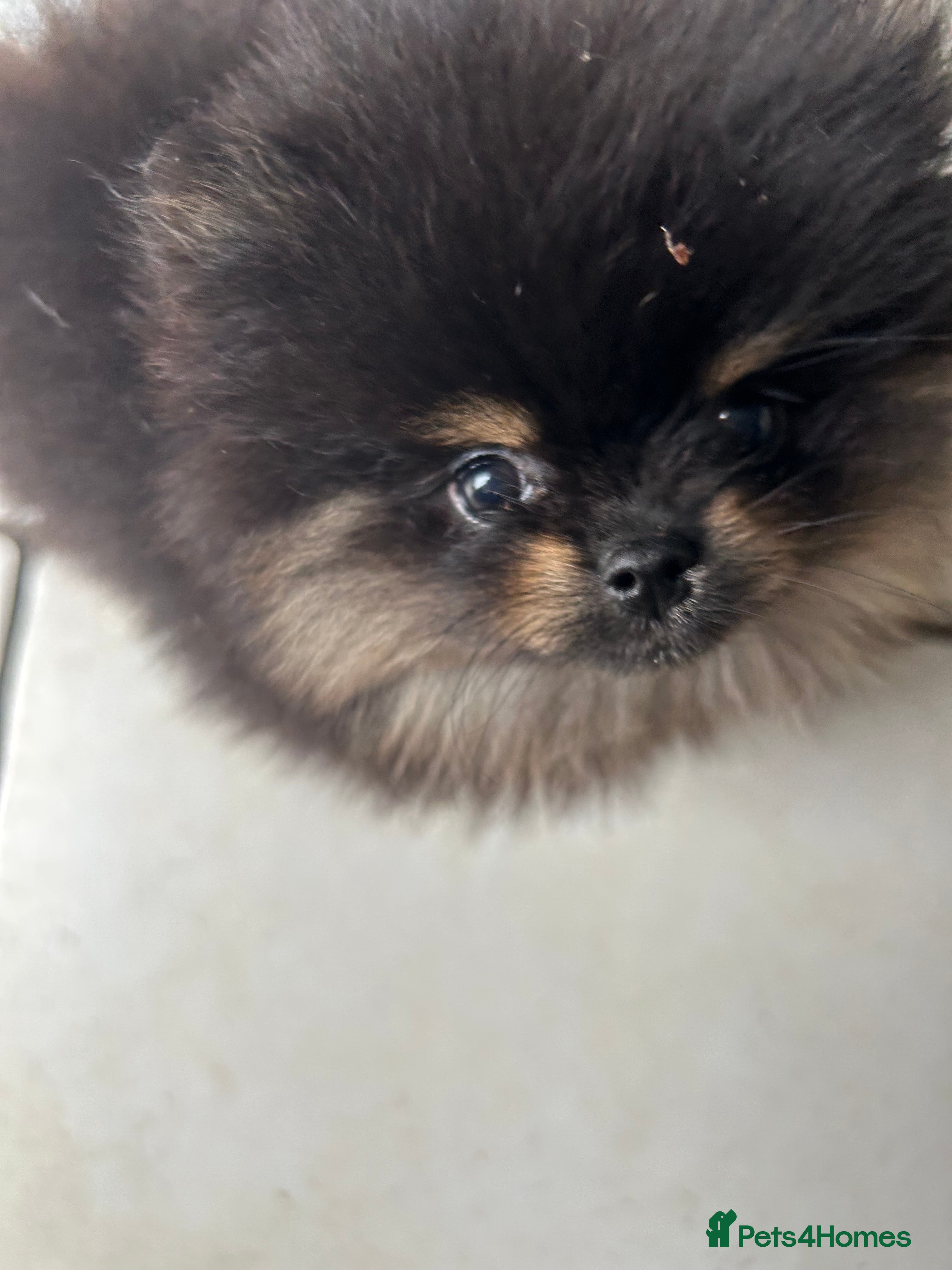 Pomeranian dogs Stunning puppy bright and funny 🤣  - Advert 4