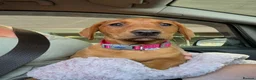 Labrador Retriever dogs for sale: Fox red Labrador puppies  - Advert 3