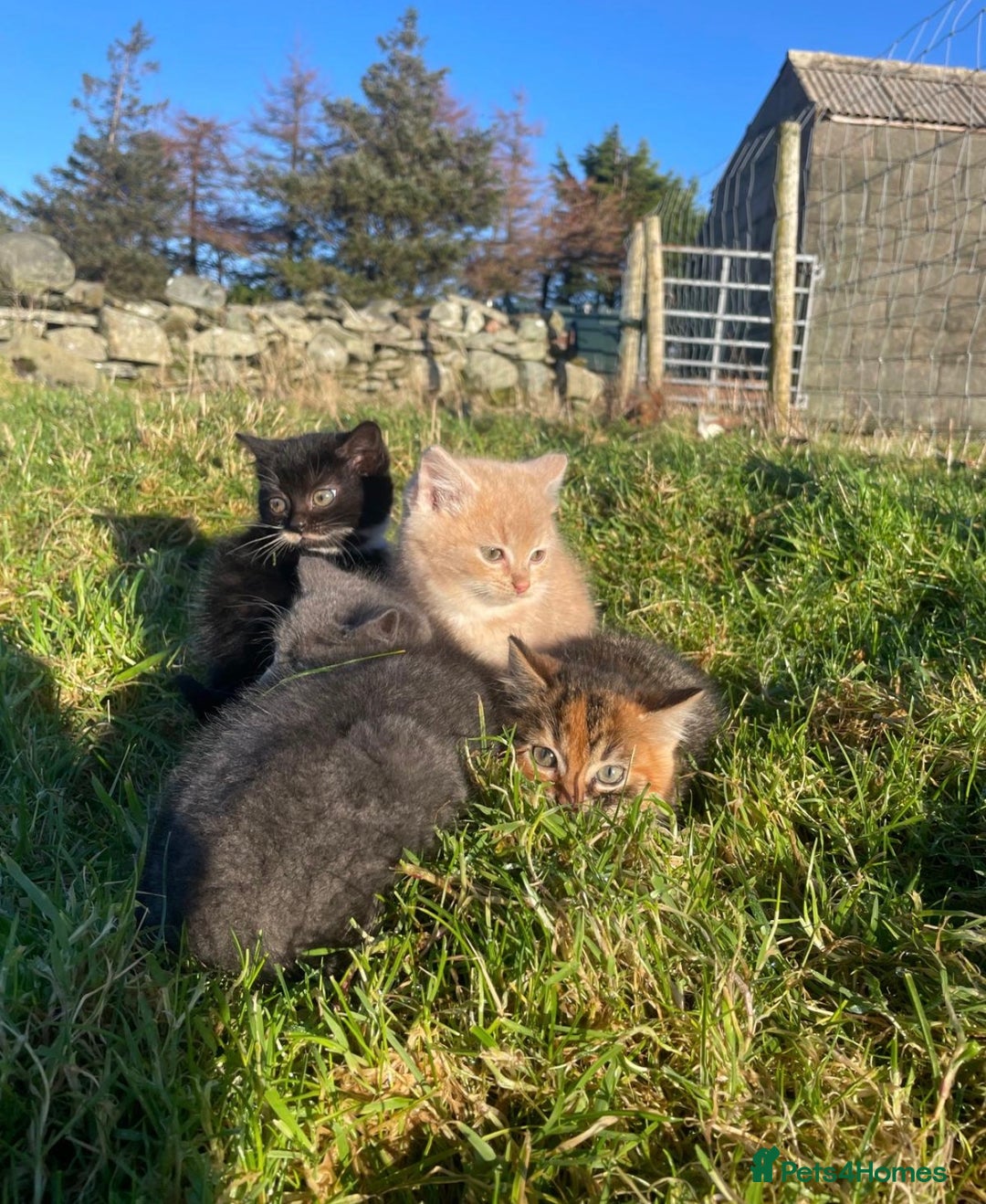 Mixed Breed cats for sale: 4 Farm cats - Advert 3