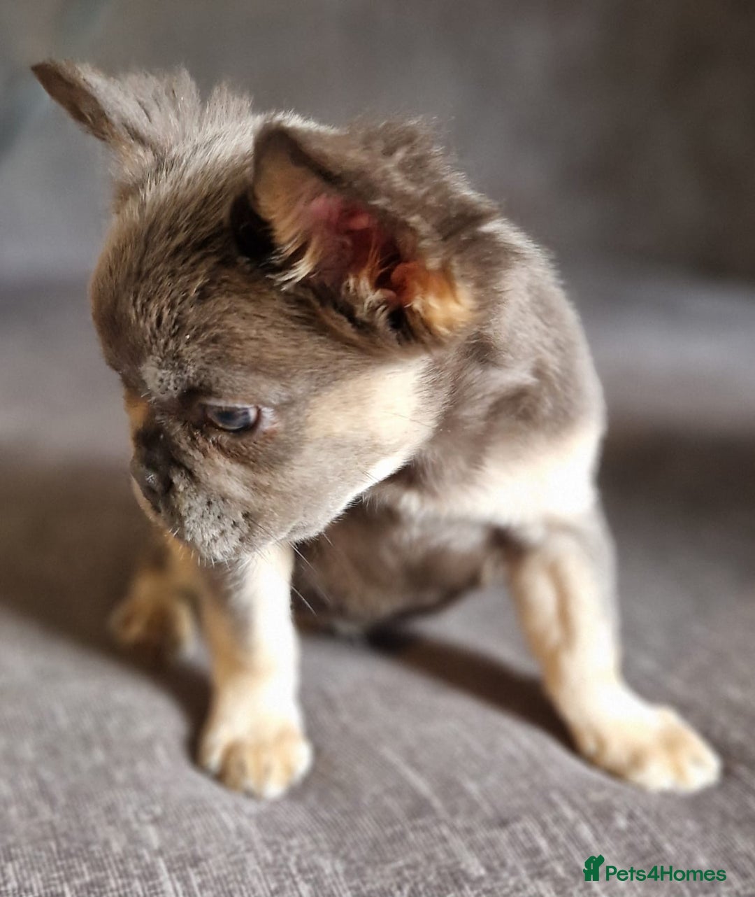 French Bulldog dogs for sale: 3 French bulldog females - Image 5