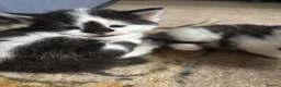 Mixed Breed cats for sale: Kittens for sale  in Keighley - Advert 8