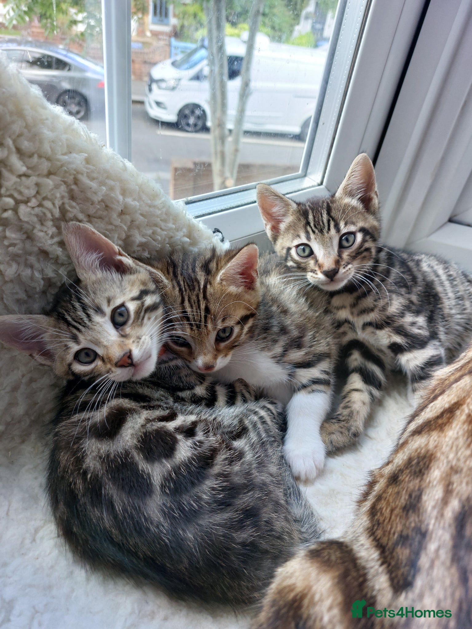 Bengal cats  Ready NOW!Mixed/x tabby/half bengal kittens💙💚🧡 - Advert 1