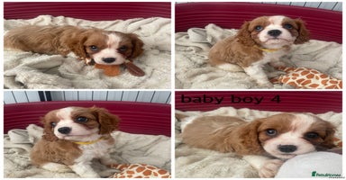 Cavalier King Charles Spaniel dogs - Advert 3