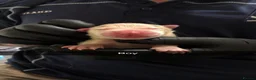 Shepsky dogs for sale: Shepsky pups - Advert 10