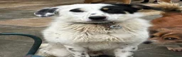 Mixed Breed dogs for adoption: Badger - Badersfield Norfolk  - Advert 16