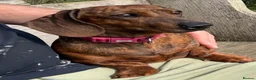 Miniature Dachshund dogs for sale: Red brindle miniature dachshund rare  - Advert 2