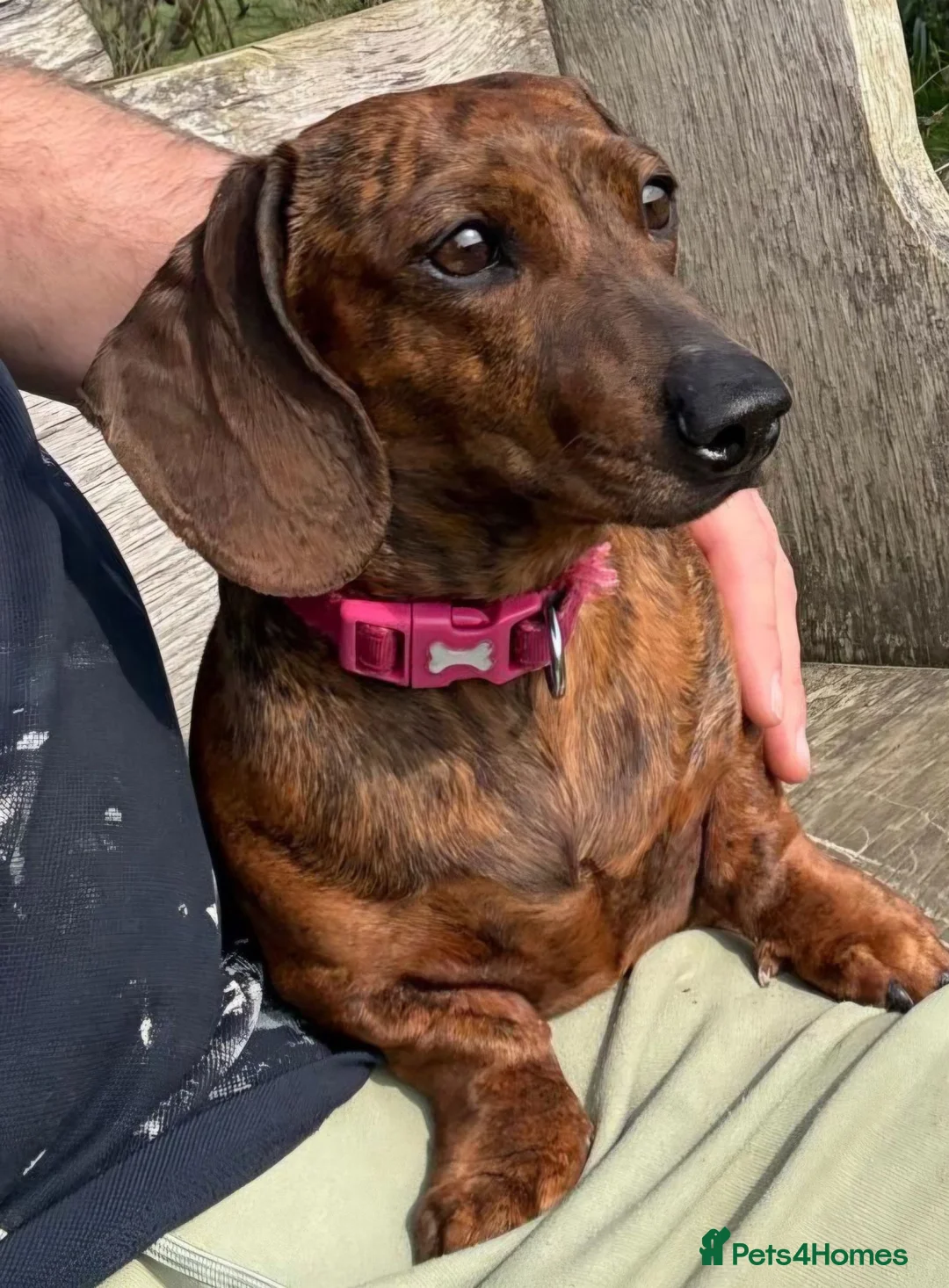 Miniature Dachshund dogs for sale: Red brindle miniature dachshund rare  - Advert 2