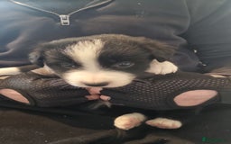 Border Collie dogs for sale: Border collie puppies with KC registered parents - Image 17