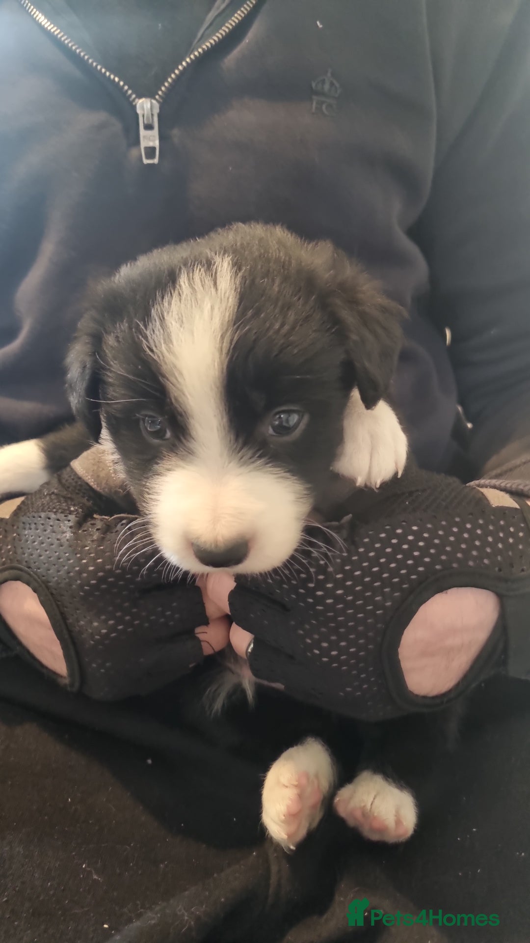 Border Collie dogs for sale: Border collie puppies with KC registered parents - Image 17