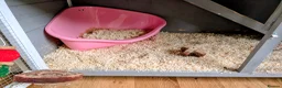 Polish rabbits for sale: 2 female polish dwarf bunnies need rehoming  - Advert 6