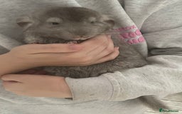 Chinchilla rodents for sale: Boy chinchilla for sale - Image 7