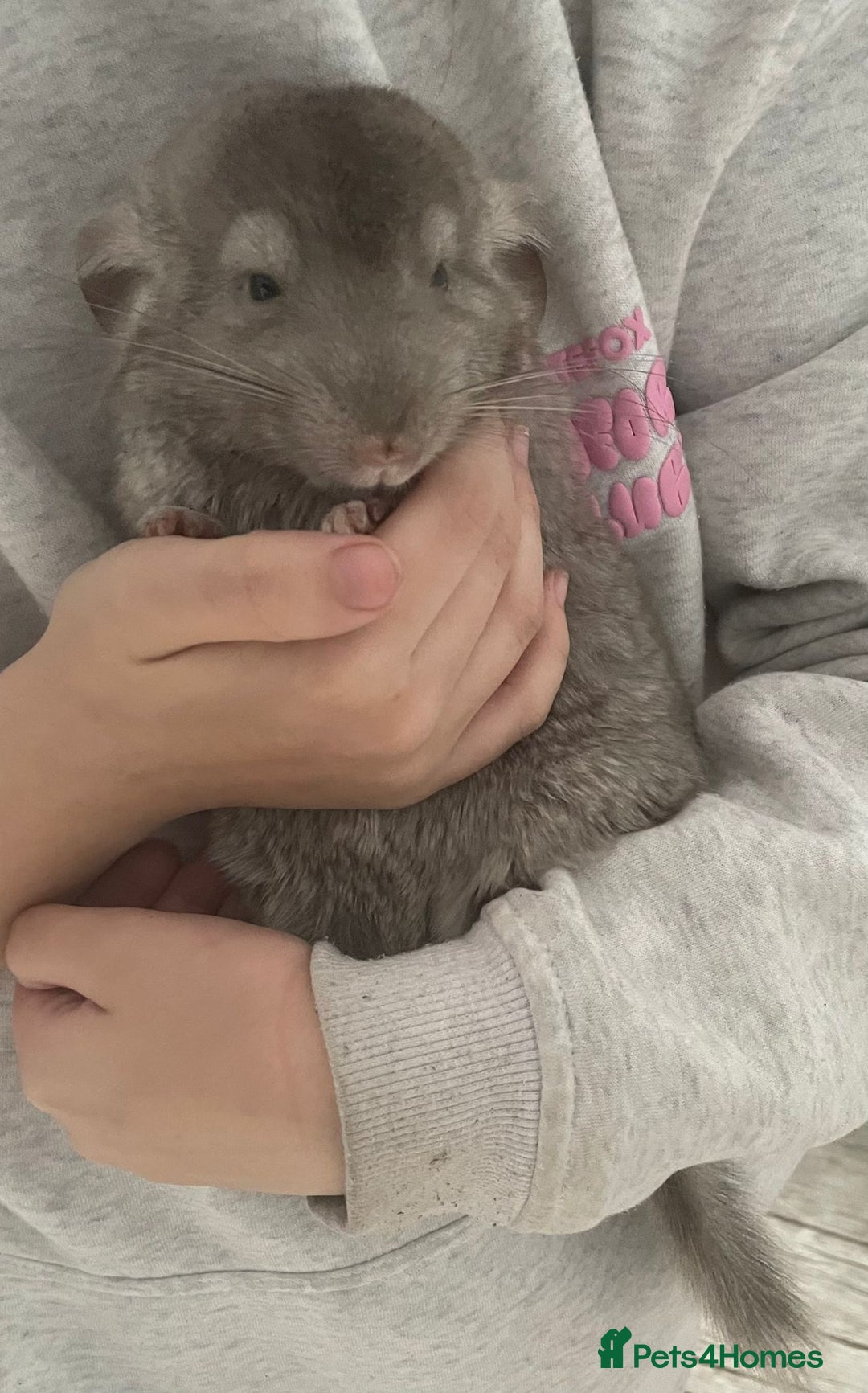 Chinchilla rodents for sale: Boy chinchilla for sale - Image 7