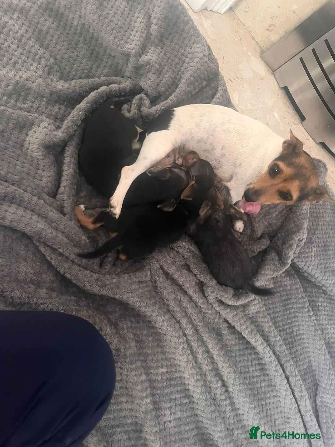 Mixed Breed dogs for sale: Yorkie x jack russle  - Advert 6