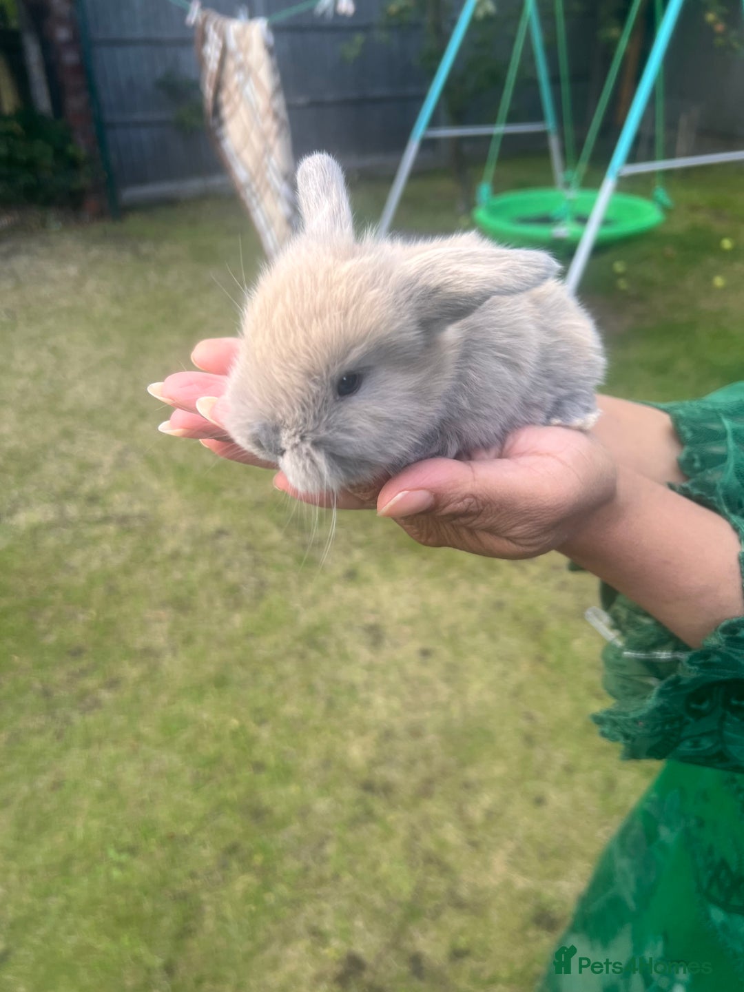Mini Lion Lop rabbits for sale: Mini lop - Image 28