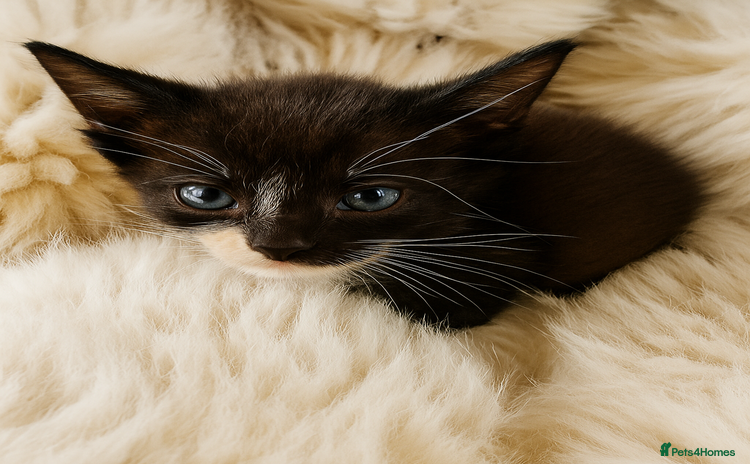 Mixed Breed cats - Advert 1