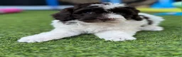 Cockapoo dogs for sale: Beautiful cockerpoos - Advert 15