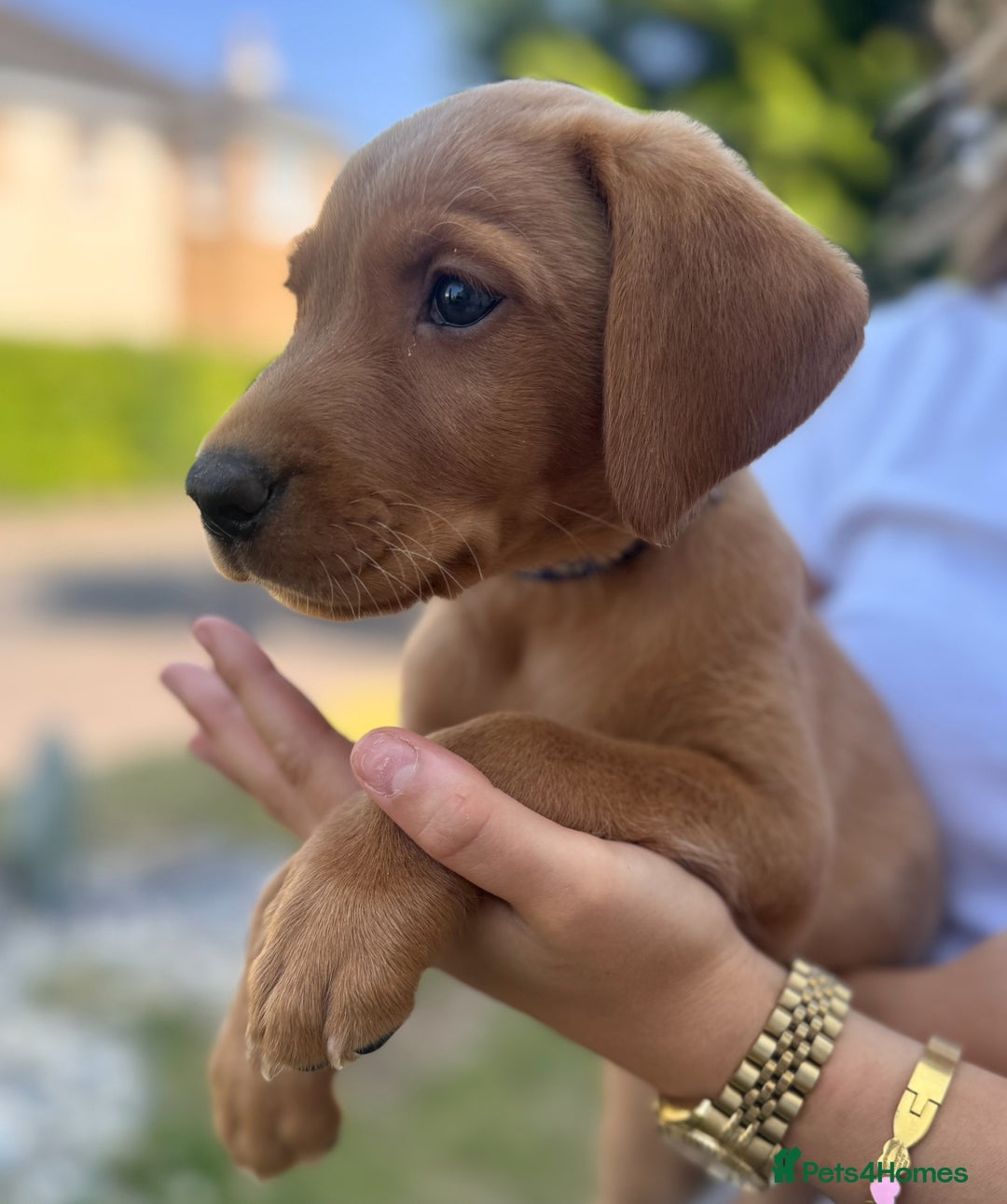 Labrador Retriever dogs for sale: Fox Red Labrador Puppies  - Image 5