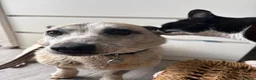 Mixed Breed dogs for adoption: Alba - Helpnall Norfolk  - Advert 12