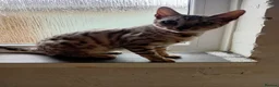 Bengal cats for sale: Beautiful silver female kit - Advert 5