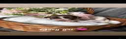Cocker Spaniel dogs for sale: ✨🐾 EXQUISITE WORKING COCKER SPANIEL PUPPIES 🐾✨ - Advert 18