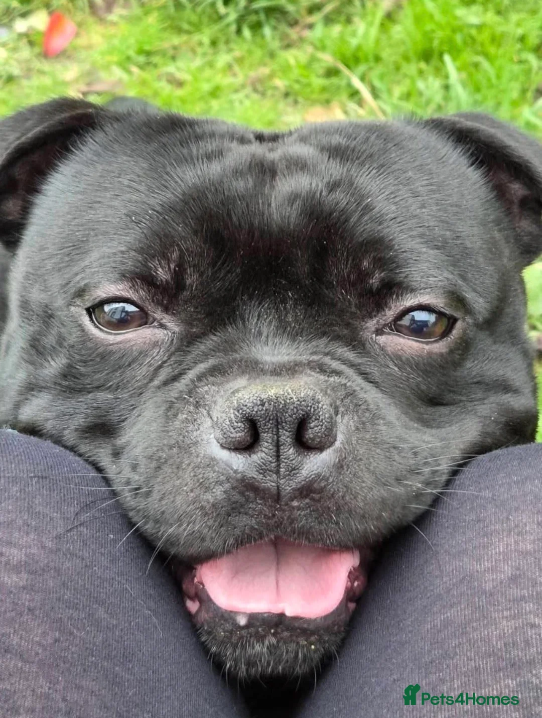 Staffordshire Bull Terrier dogs for sale: Geministaffs zee & maximus (4⭐️licensed breeders) - Advert 12