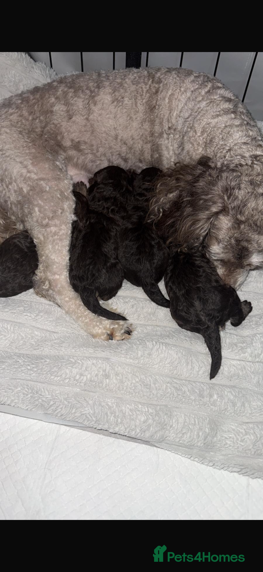 Toy Poodle dogs for sale: Chocolate phantom non fading toy poodles  - Advert 3